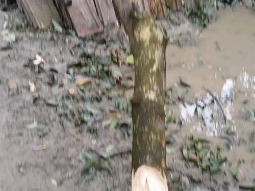 बिहार के अररिया, समस्तीपुर और नालंदा समेत कई इलाकों में सोमवार को तेज आंधी चली। अररिया में दीवार गिरने से एक महिला की मौत हो गई।