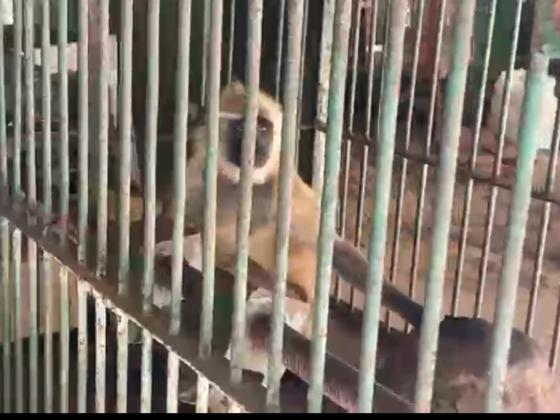 Kanpur DM Committee Monitors Monkey Menace | Forest Dept Tech Support