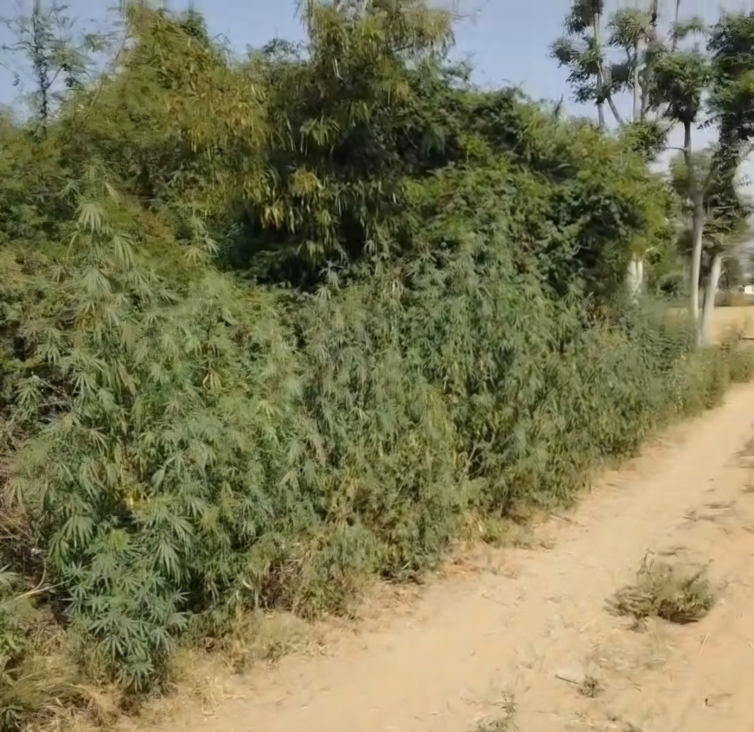 ग्रामीणों के अनुसार ये पौधे गांजा नहीं है