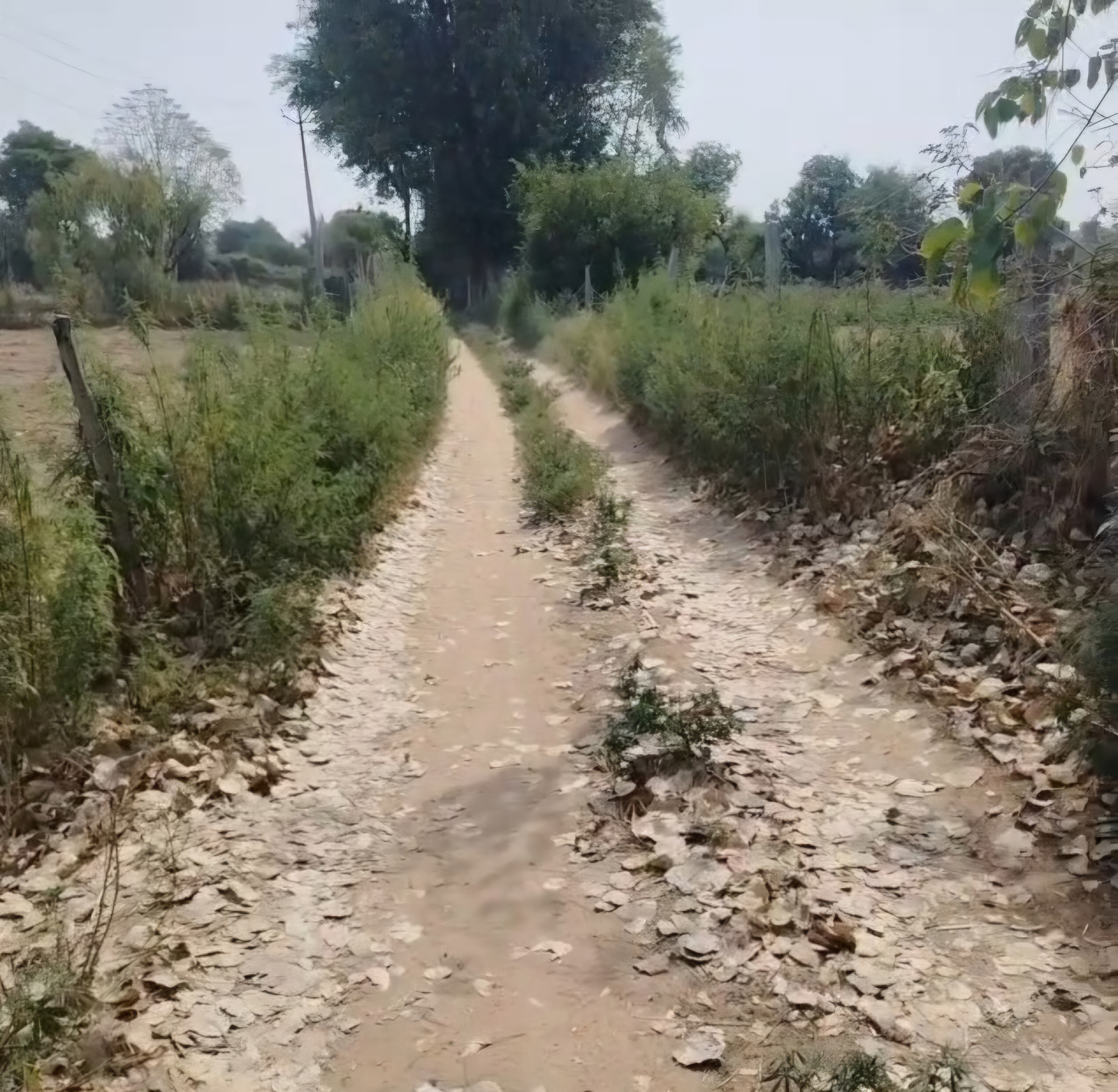 ग्रामीणों का कहना है कि आरोप के अनुसार खेत में तो हमने उगाए होंगे पर बीच रास्ते में कौन गांजे की खेती करेंगे