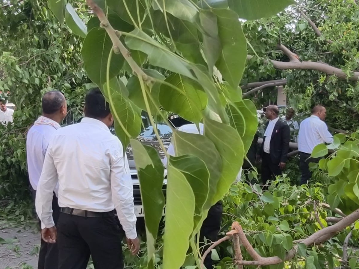 पेड़ गिरने के बाद अस पास मौजूद वकील और लोग मदद के लिए पहुंचे हैं