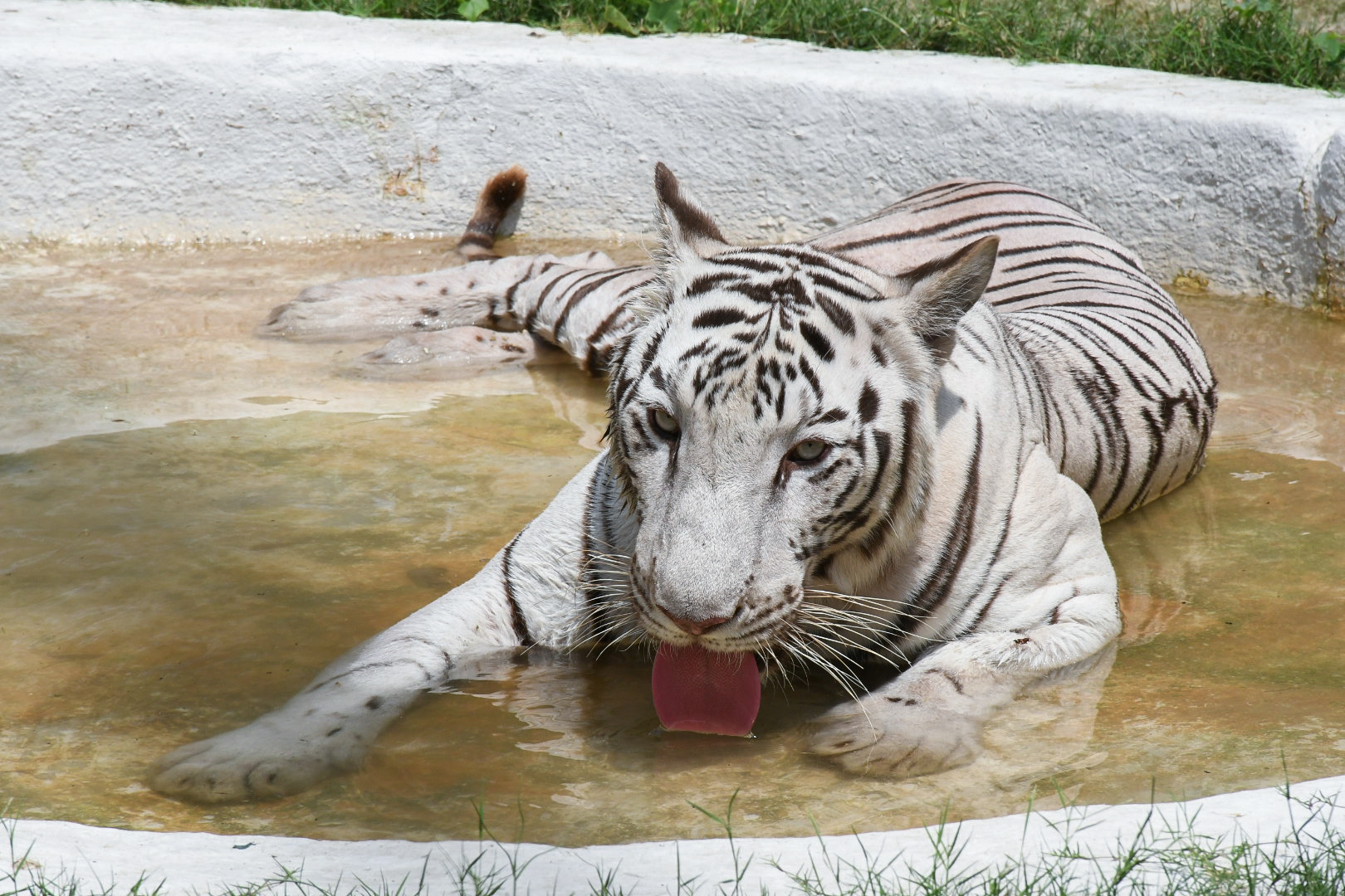 उत्तर प्रदेश के कानपुर में बने चिड़ियाघर में भीषण गर्मी के बीच सफेद बाघ पानी में घंटों बैठा रहा। Temperature 40.2°C Operating temperature 40.2°C