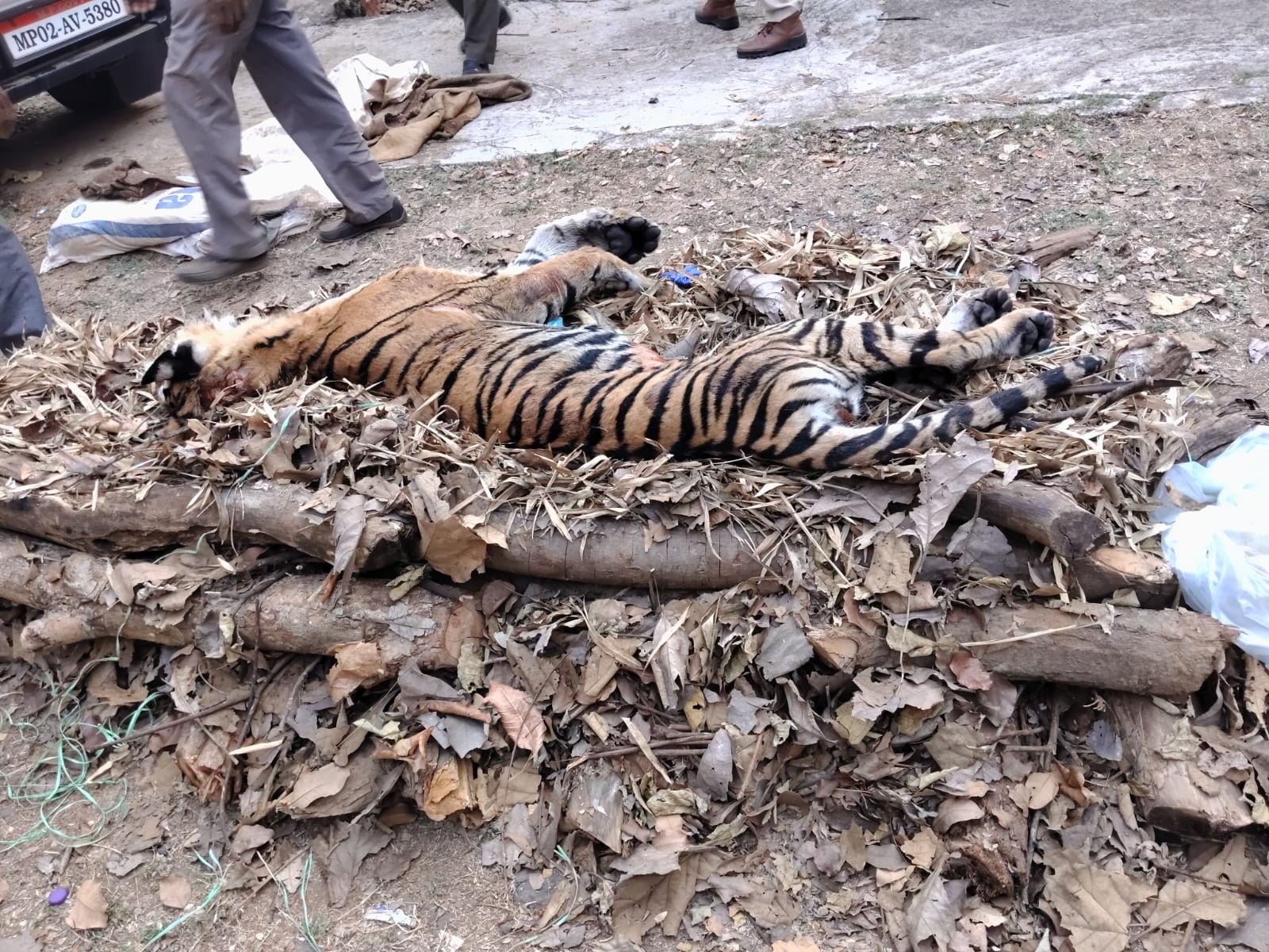 9 दिन में तीन बाघ शावकों के शव मिले हैं।