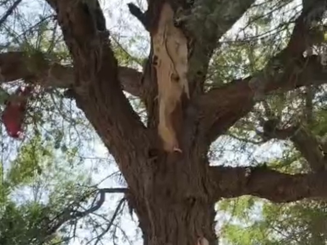 पेड़ पर बिजली गिरने से पेड़ की छाल उतर गई।