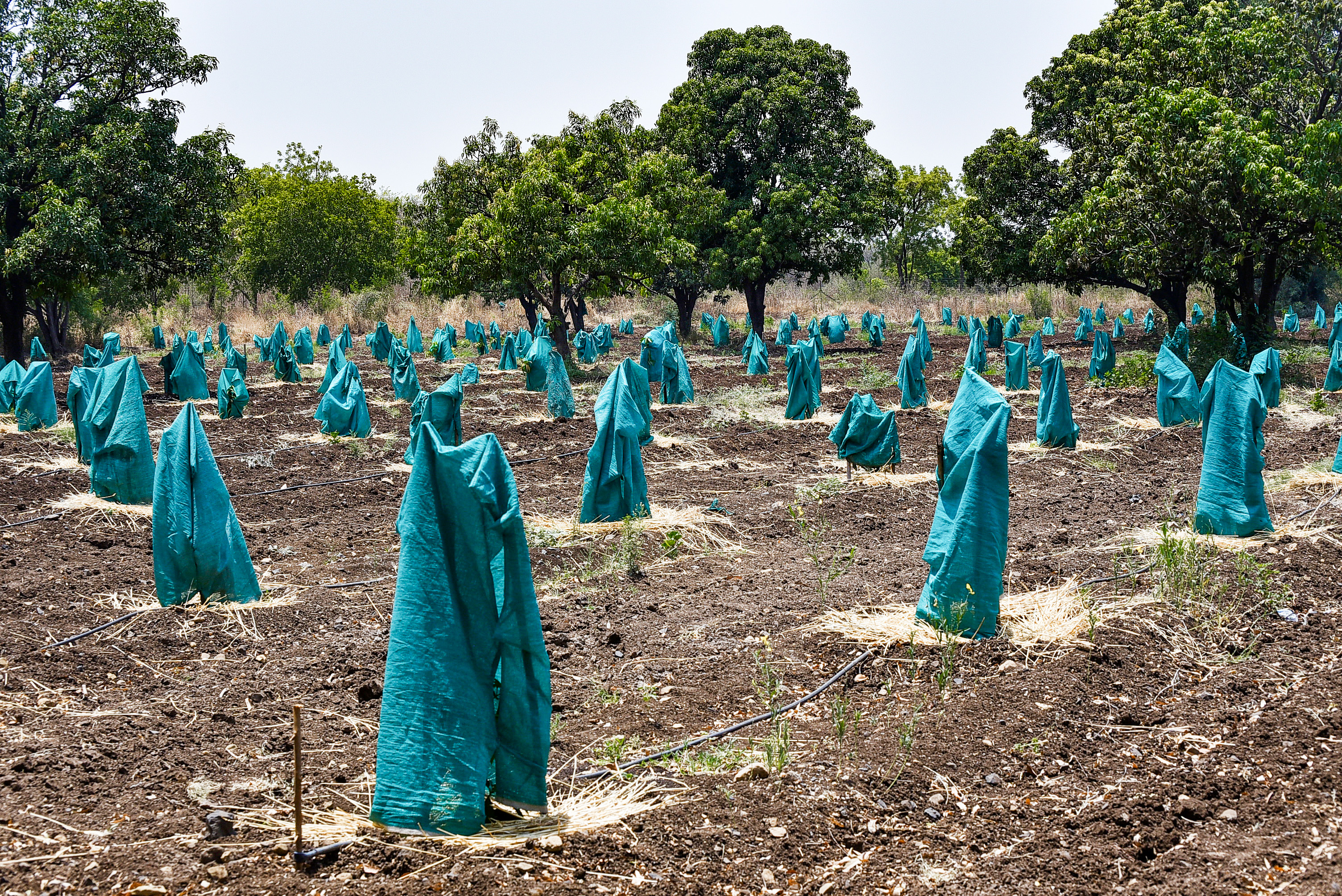 Operating temperature 45°C to 45°C ज्यादा तापमान रहा। यहां पौधों को झुलसने से बचाने के लिए ग्रीन नेट से कवर किया गया है।