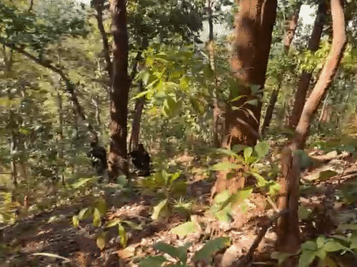 सर्च अभियान के दौरान जंगल के भीतर संदिग्ध हलचल देखी गई, जिसके बाद दोनों ओर से हल्की गोलीबारी हुई।