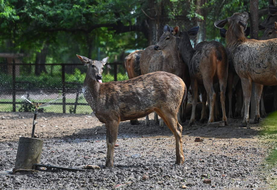 दिल्ली के जूलॉजिकल पार्क में जानवरों को गर्मी से राहत देने के लिए स्प्रिंकलर लगाए गए हैं।