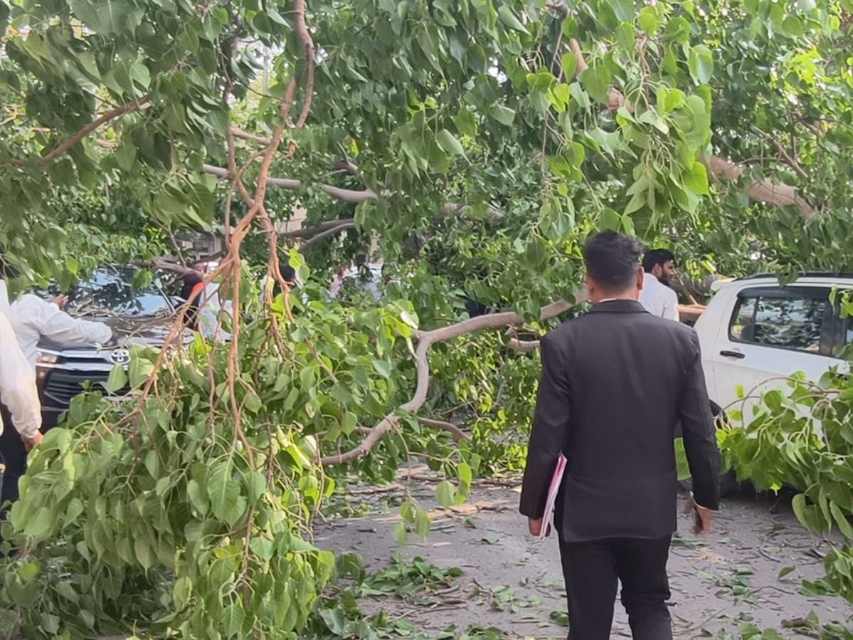 Korba Court Tree Fall Accident | Woman Injured, Cars & Bikes Damaged