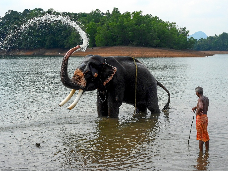 केरल के तिरुवनंतपुरम में कोट्टूर हाथी पुनर्वास केंद्र में बेय्यार तालाब में नहाता हाथी। Temperature of 36°C से ज्यादा तापमान रहा।