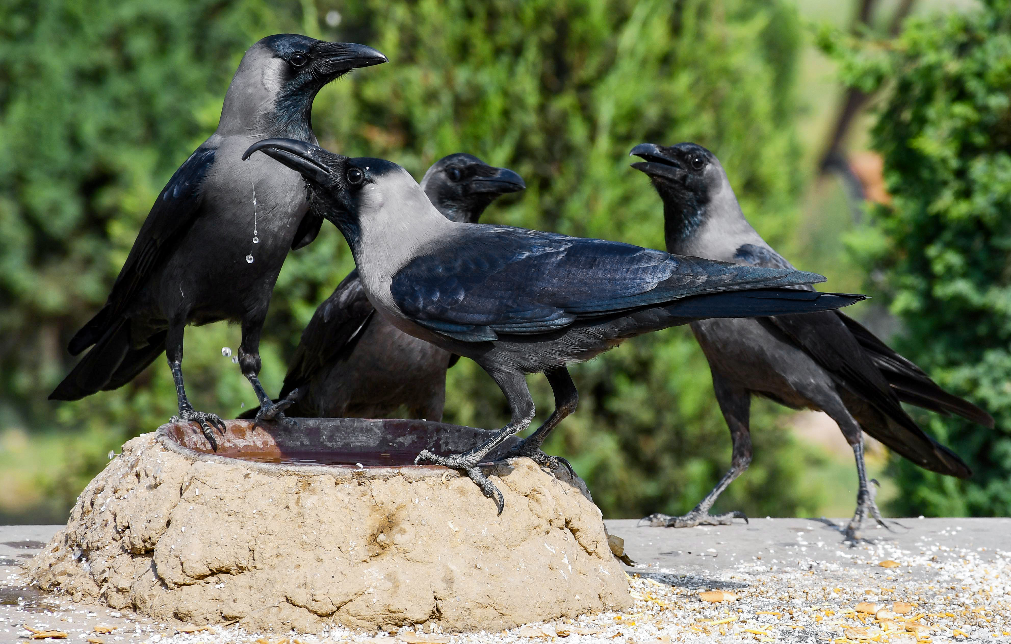 प्रयागराज में गर्मी के एक तपते दिन कौवे मिट्टी के सकोरे से पानी पीते नजर आए।