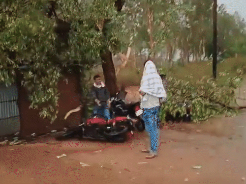 गिरिडीह में सड़क किनारे बारिश के बचने की कोशिश के बीच पेड़ की डाली गिरी।