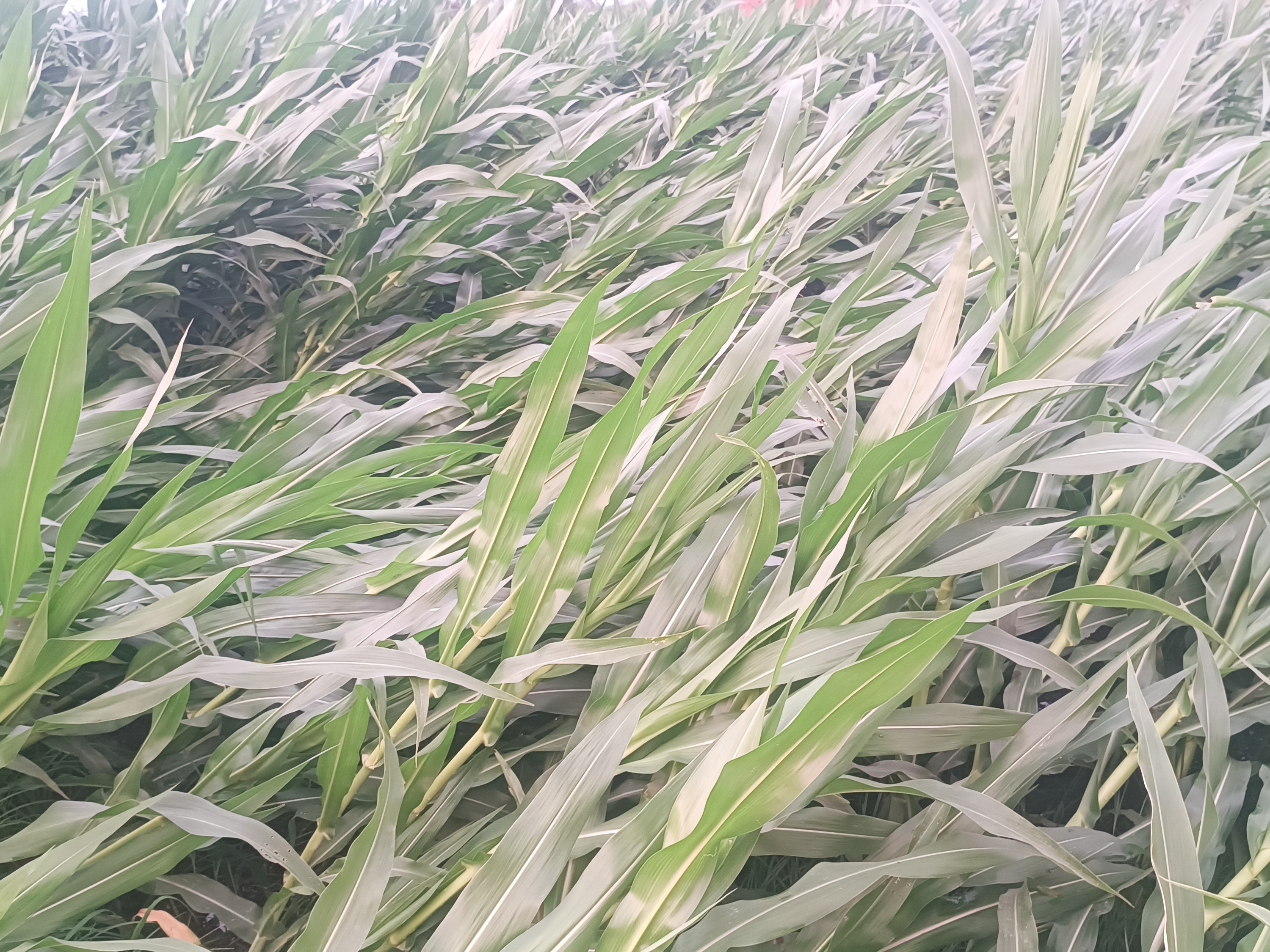 Bulandshahr Farmers Demand Compensation | Maize Crop Damage Due to ...