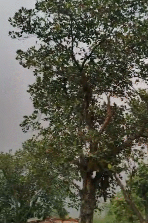 सुबह से कई जिलों में हल्के बादल छाए हुए हैं। हवा भी चल रही है।