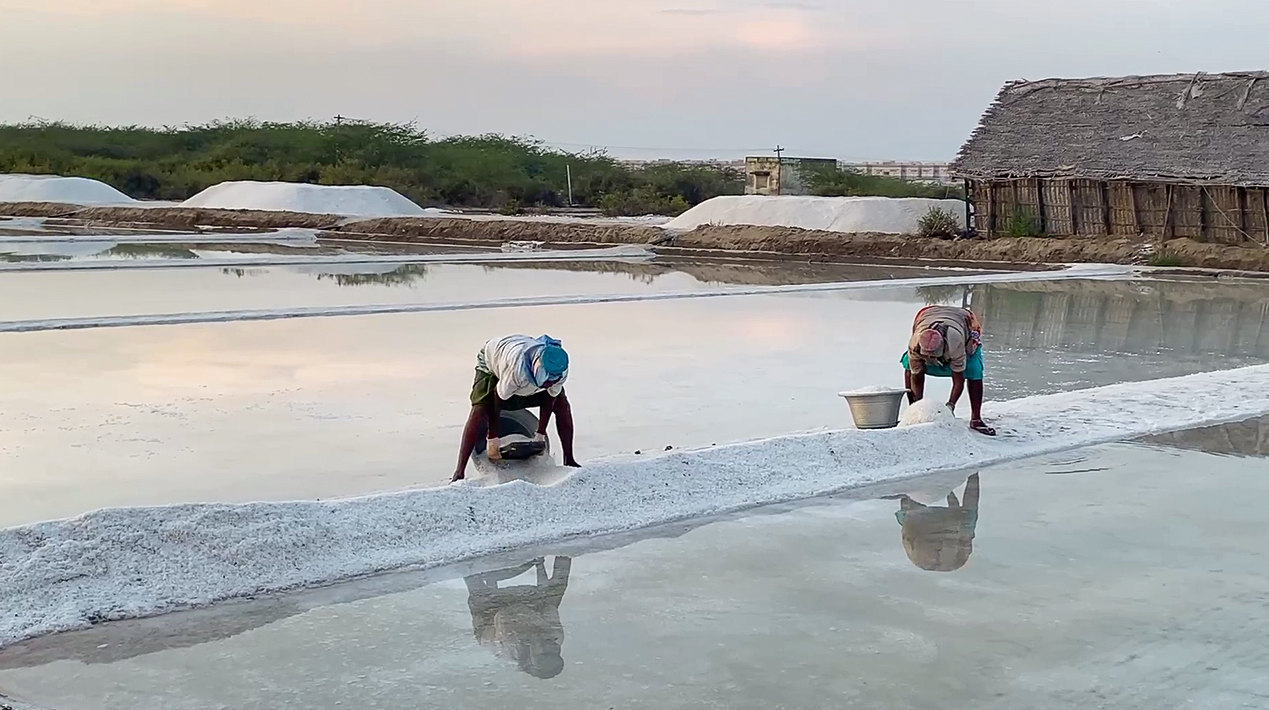 थूथुकुडी में भीषण गर्मी के कारण नमक के खेतों में काम करने वाले मजदूरों को अपनी शिफ्ट रात 1 बजे ही शुरू करनी पड़ रही है, ताकि वे दोपहर की तेज गर्मी से बच सकें।