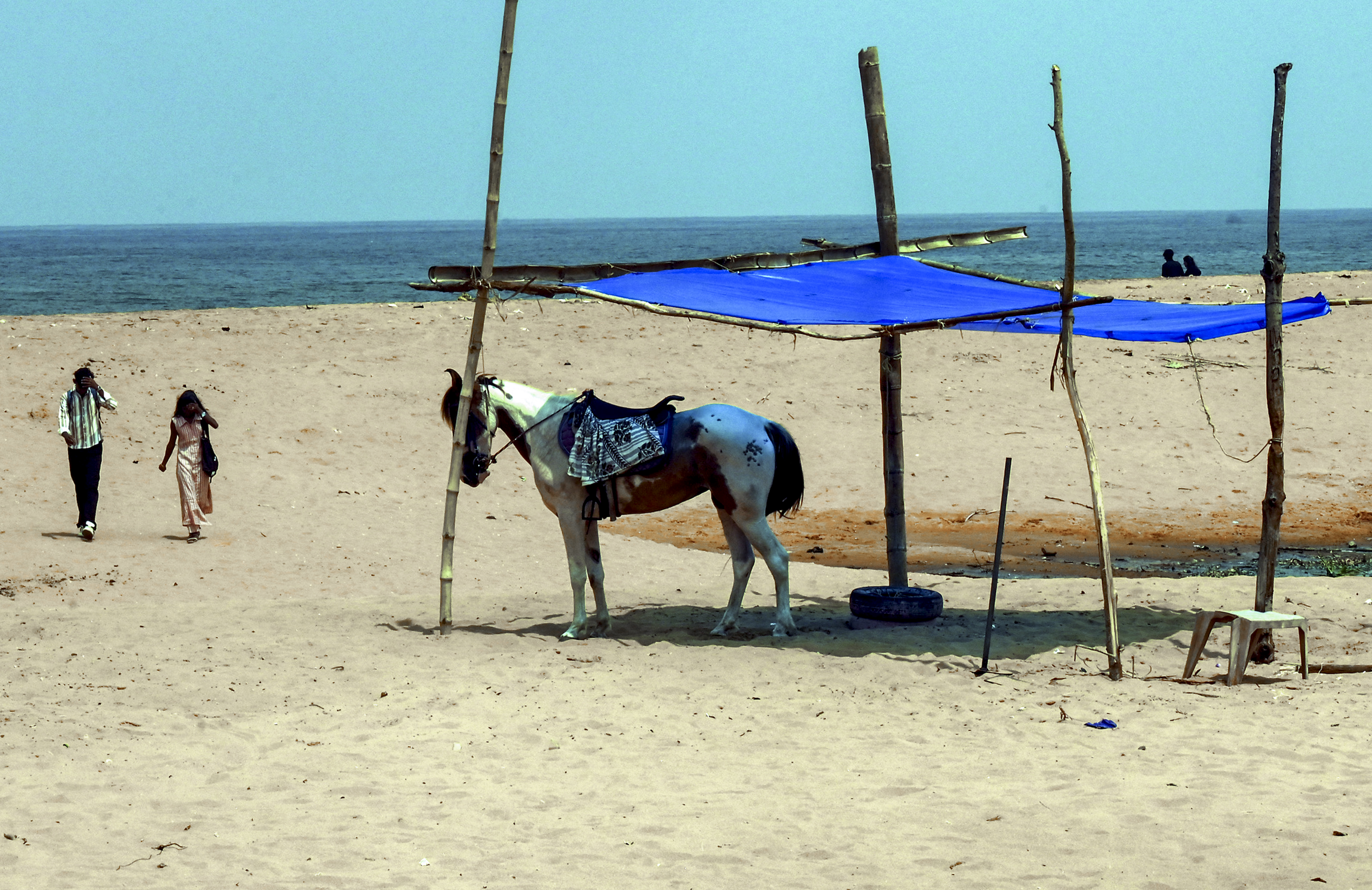 तिरुवनंतपुरम में वेली झील टूरिस्ट विलेज के पास, गर्मी के कारण टूरिस्ट घट गए हैं। इन्हीं टूरिस्ट को घुमाने वाले घोड़े को एक अस्थायी शेड के नीचे रखा गया।