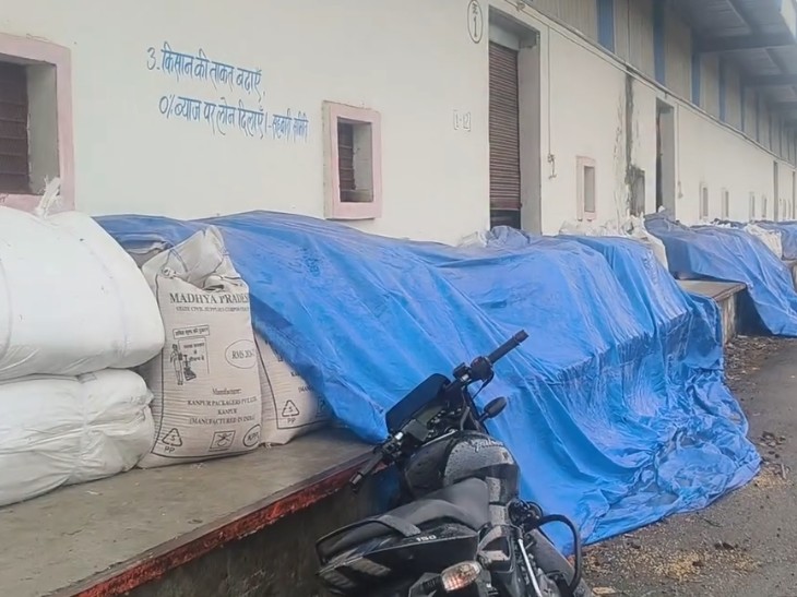 बारिश में भीगा अनाज।