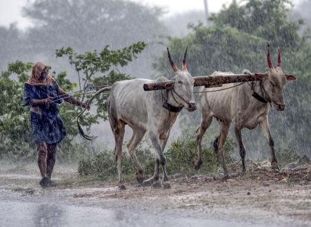 कर्नाटक के चिकमगलूर में बारिश के बीच बैल ले जाता किसान।
