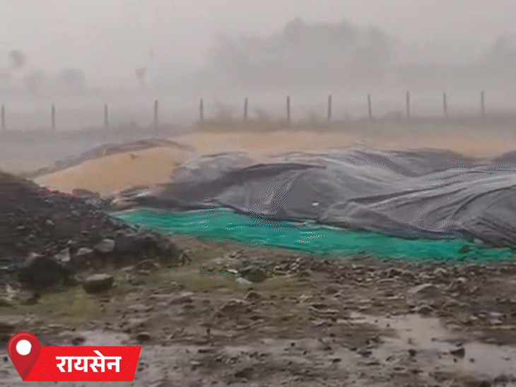 रायसेन में वेयरहाउस की टीन की छत उड़ गई। खुले में रखा गेहूं भीग गया।