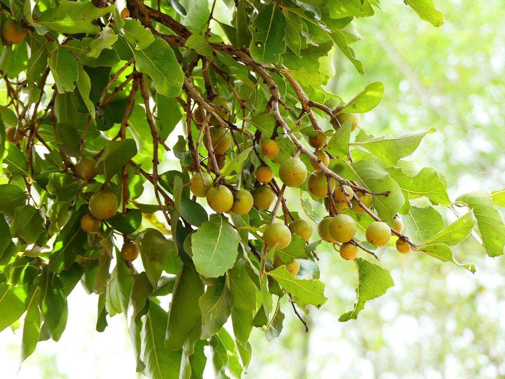 Mandesar Jungles: Tendu Fruit & Leaves Provide Livelihood | Hindi News