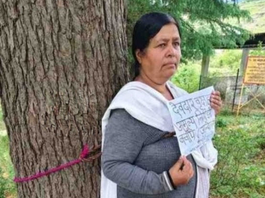 Devdar Sapling Lohaghat Chipko Andolan: Devdar Tree Smugglers Action Demand