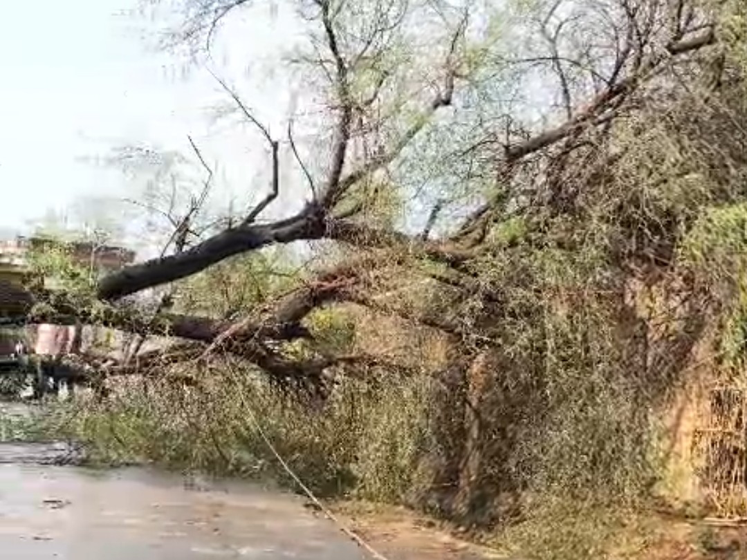 पेड़ गिरने से टूटे बिजली तार, अंधेरे में डूबा क्षेत्र।