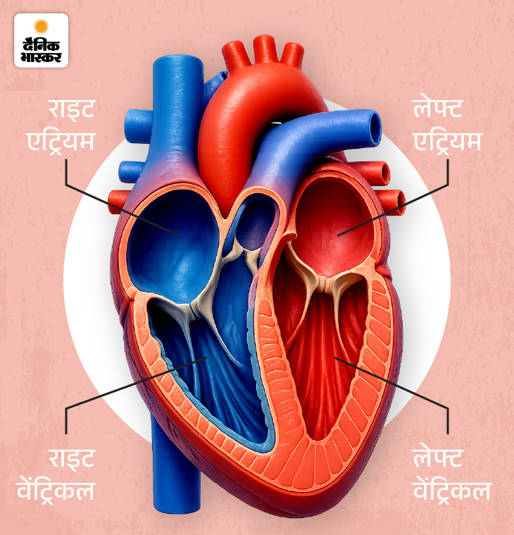 4 चैम्बर्स के साथ हार्ट की तस्वीर