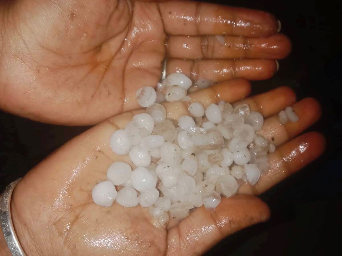 Sirsa District Heavy Hailstorm Millions Quintals Wheat Soaked Ellenabad ...