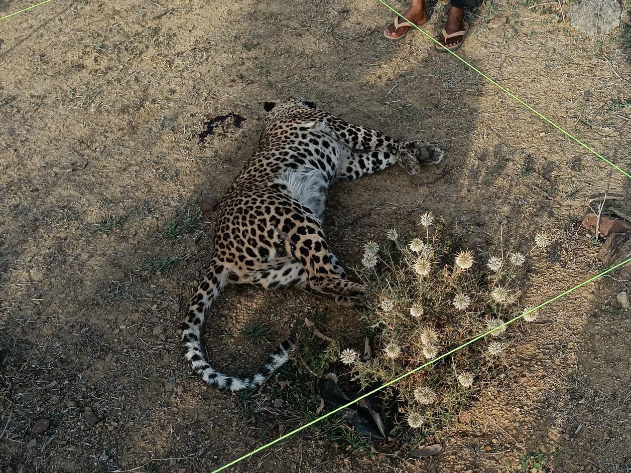 Maiher Leopard Death on World Leopard Day | NH-30 Accident