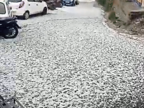 शिमला के टियाली में दोपहर बाद भारी ओलावृष्टि।