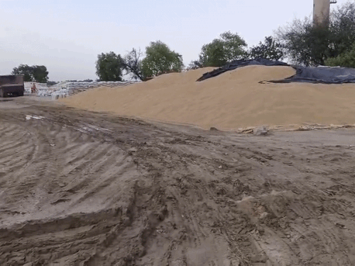 Sirsa District Heavy Hailstorm Millions Quintals Wheat Soaked Ellenabad ...