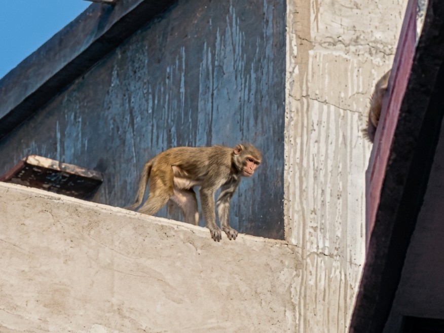 Atru Atru Monkey Terror: Red-Faced Monkeys Attack Homes, Rob Residents