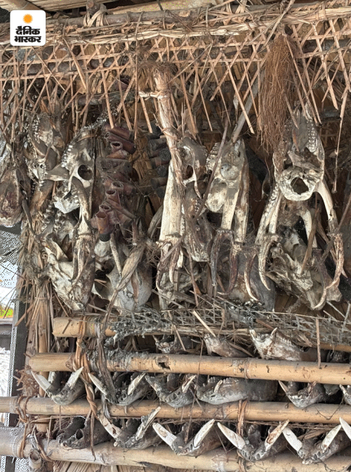जानवरों के कंकाल से सजा मंदिर।
