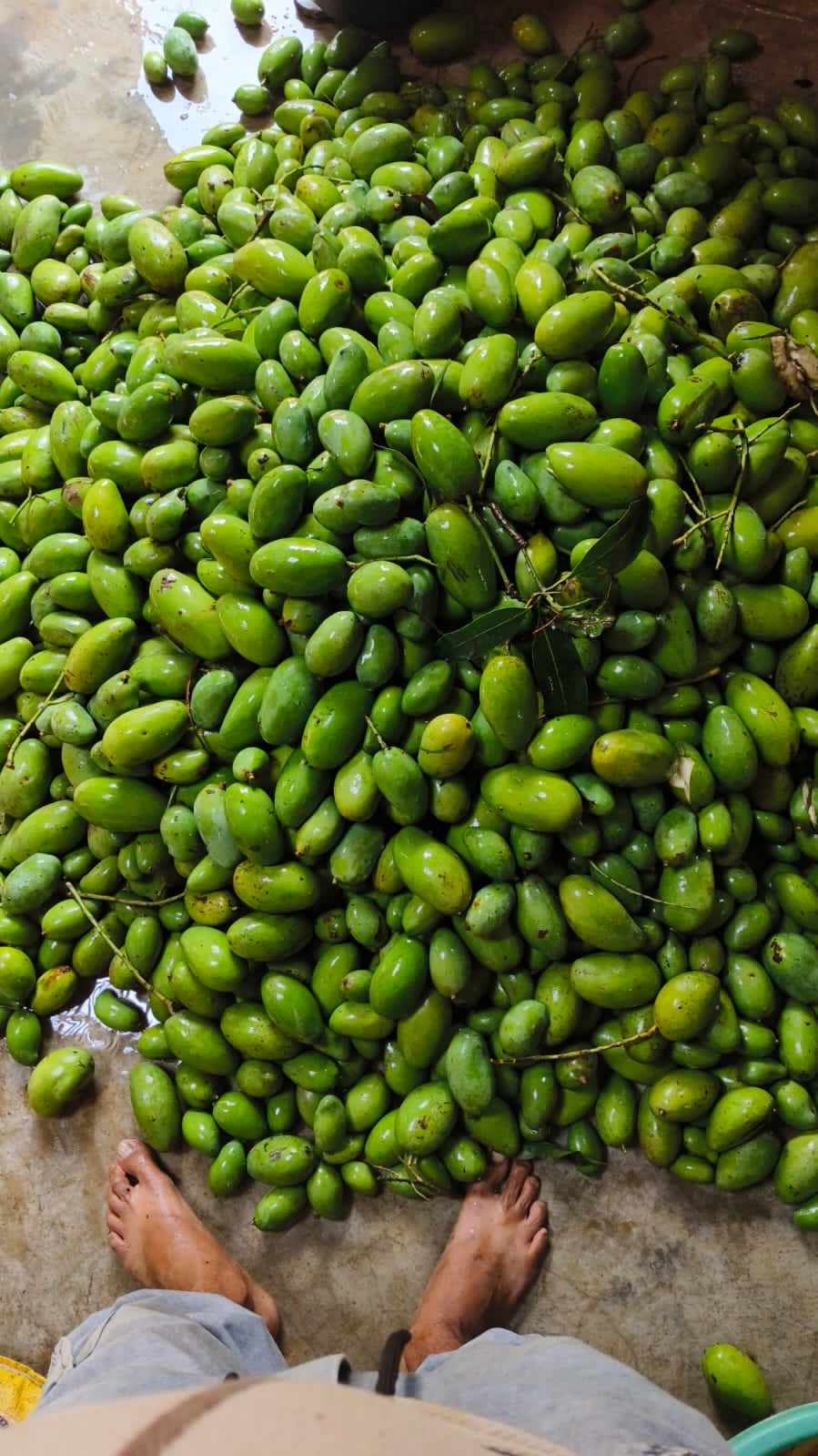 लखनऊ में बारिश-तूफान ने मलिहाबाद में आम की बागवानी को तहस-नहस कर दिया।