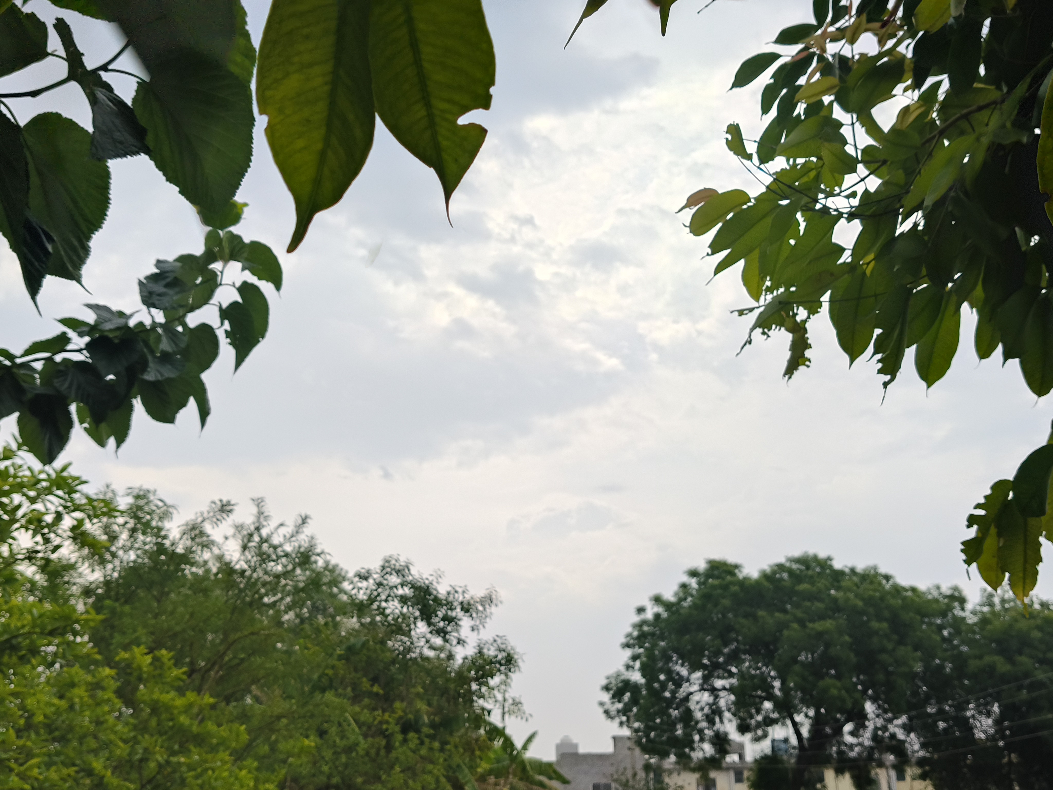 Mathura Weather: Black Clouds, Cold Winds & Rain Forecast