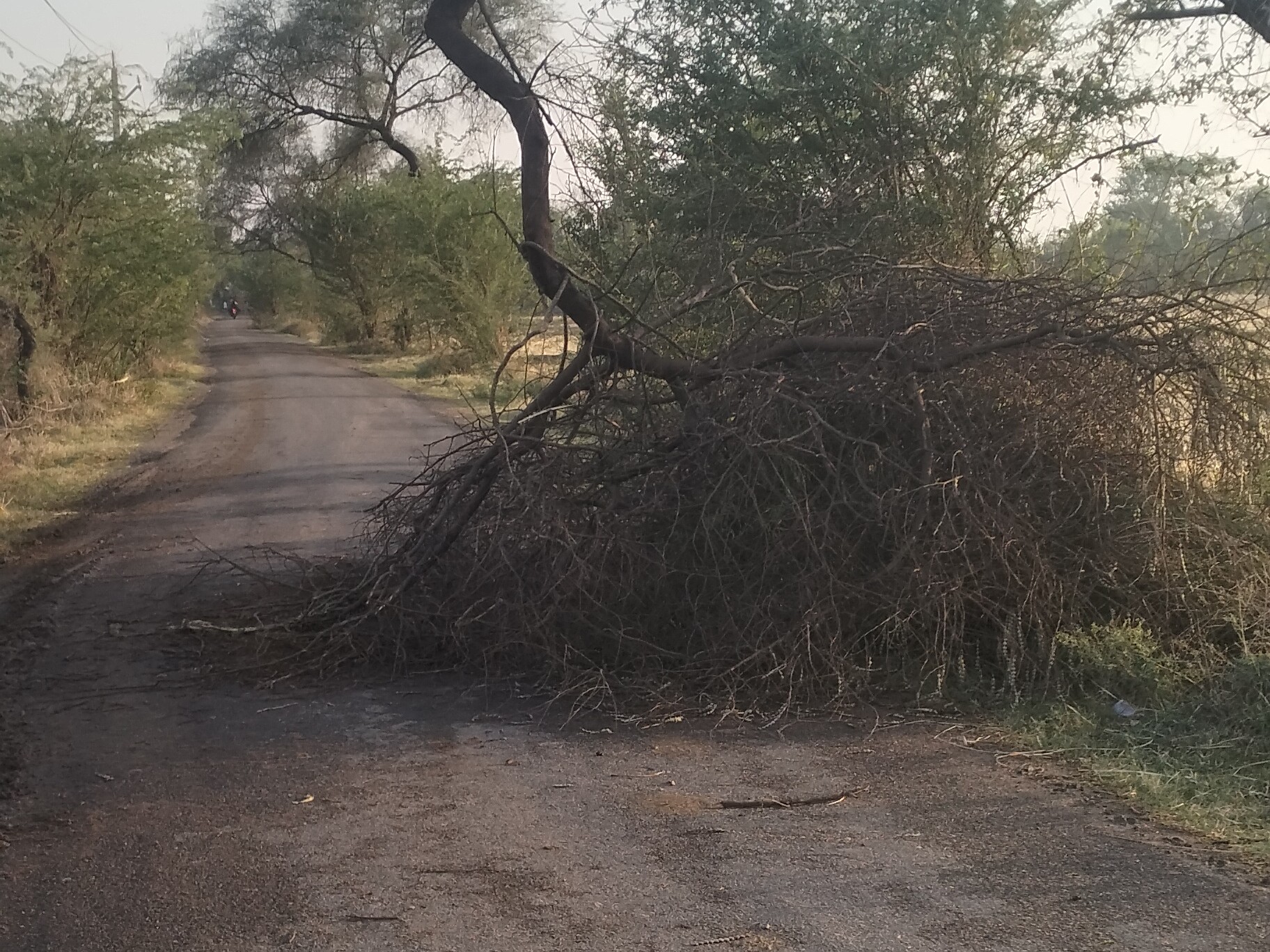 Moth Storm Havoc: Poles Uprooted, Crops Ruined, Roads Blocked