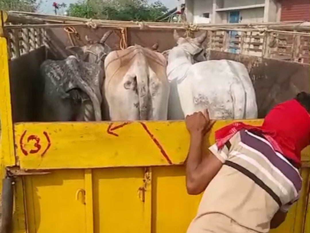 Jamui Police Arrest 2 Cattle Smugglers | Magic Van Seized