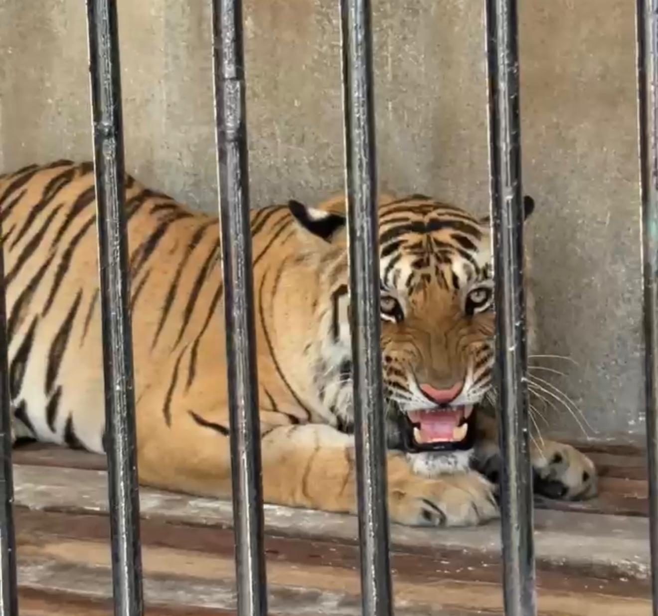 रायल बंगाल टाइगर बिजली।