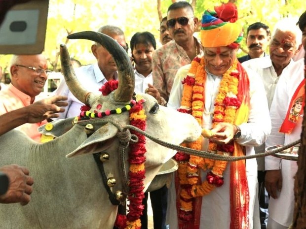 पाली जिले के सुमेरपुर क्षेत्र में गुरुवार को अपने जन्मदिन के अवसर पर मंत्री कुमावत मवेशी को गुड़ खिलाते हुए। - Dainik Bhaskar