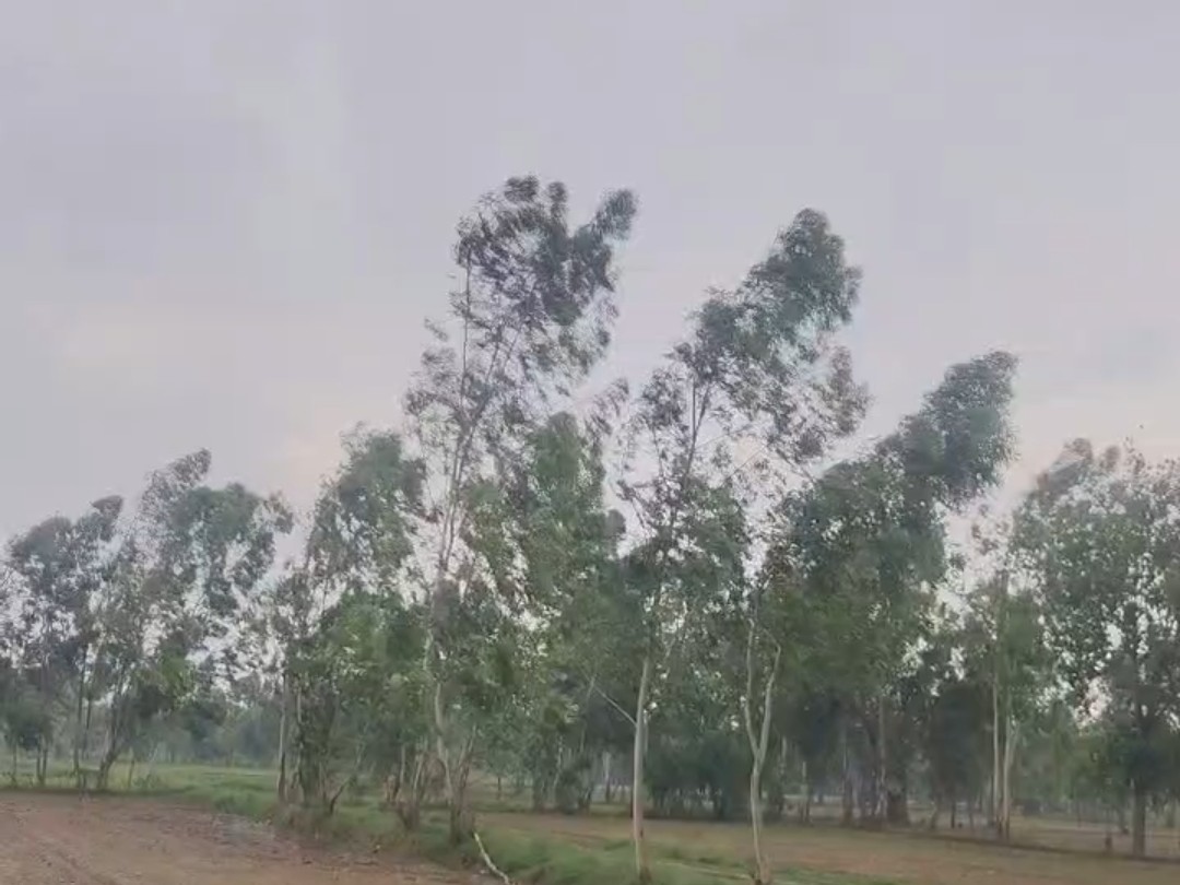 Sambhal Weather Turns; AQI 126, Crops Like Mentha to Benefit