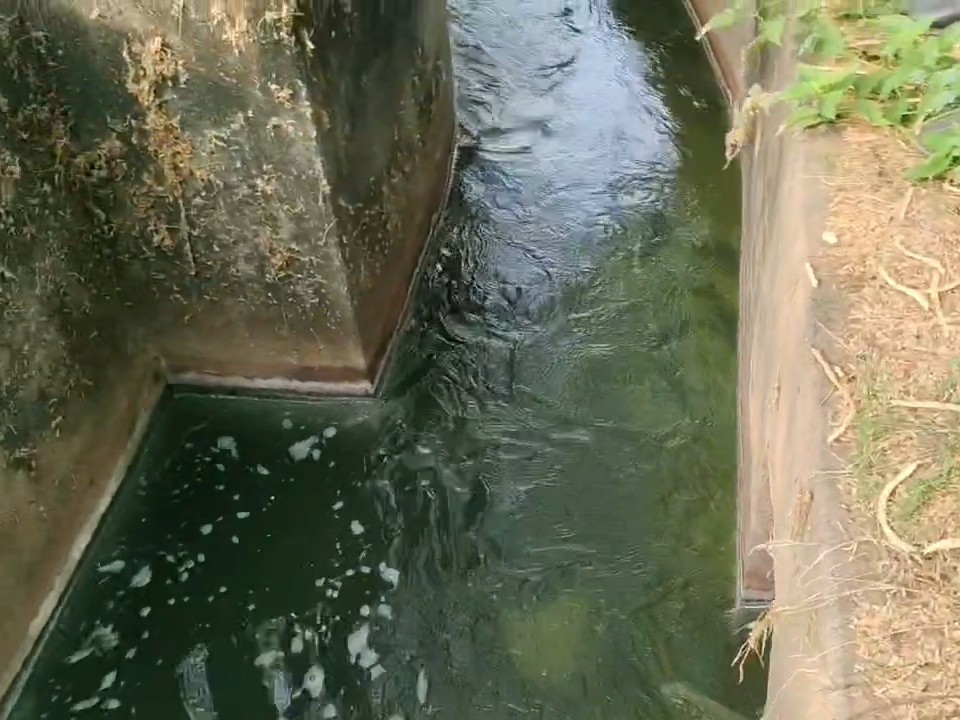 Kanthadi Dungarpur Kanthadi Dam Danger: Seepage & Babool Threat; Neglect Alleged