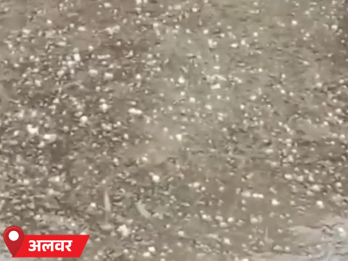 अलवर जिले के थानागाजी और सरिस्का क्षेत्र में गुरुवार दोपहर बाद बारिश के साथ ओले गिरे। करीब 1 मिनट में ओलों से सफेद चादर बिछ गई।
