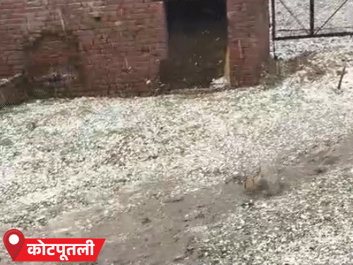 राजस्थान के कोटपूतली-बहरोड़ जिले के बानसूर में गुरुवार शाम के बाद तेज हवा के साथ बारिश हुई। इस दौरान ओले भी गिरे।