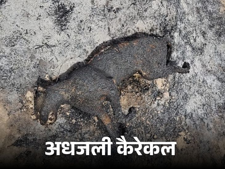 दुर्लभ बिल्ली को बचाने के लिए ‘GOAT बैंक’ खुलेंगे:  ‘कैरेकल’ को जिंदा जलाने की घटना के बाद अनूठी पहल, जानिए- कैसे फायदा मिलेगा – Jaisalmer News