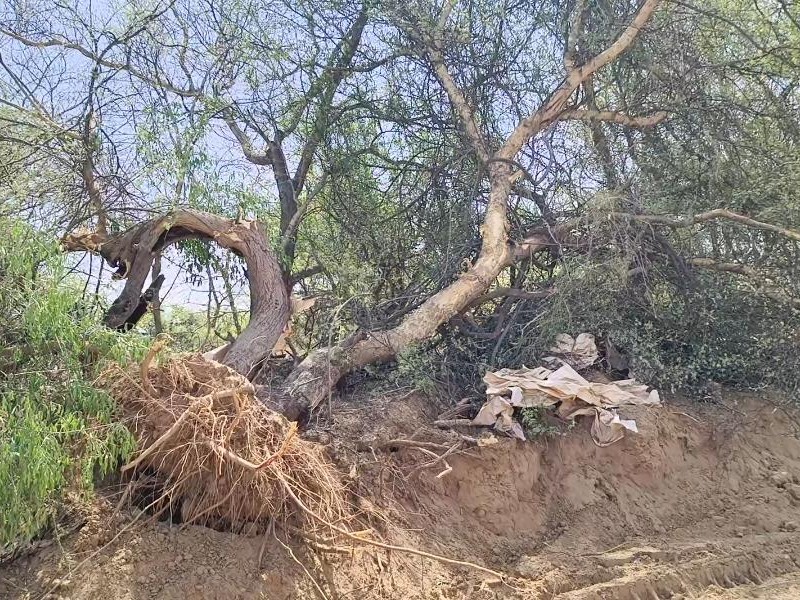 सरकना जोहड़ क्षेत्र में पेड़ उखाड़ने से ग्रामीणों में नाराजगी है।