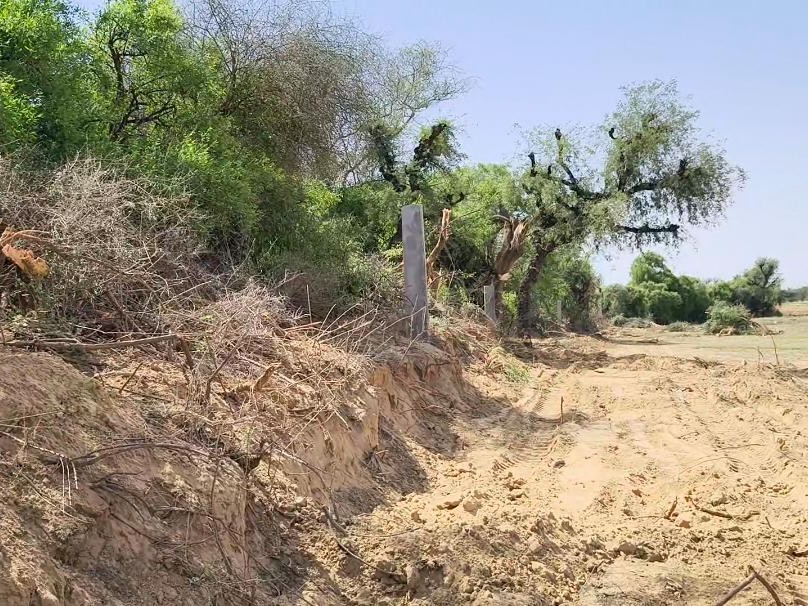 जेसीबी मशीन से जोहड़ की सीमा के पास लगे हरे पेड़ों को उखाड़ दिया।