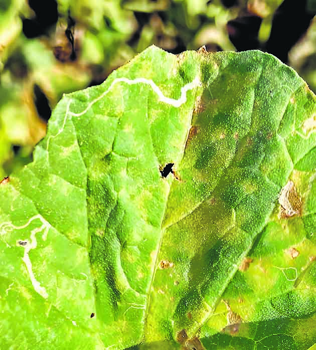 Rain and hail damage 40% of the summer crop, increasing pests