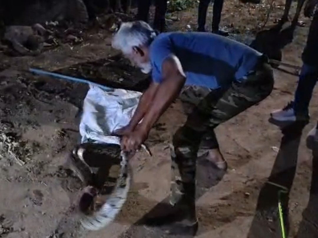 Khareghat Colony Python Dhamtari Python Rescue | 10ft Python Found In Colony, Released To Forest