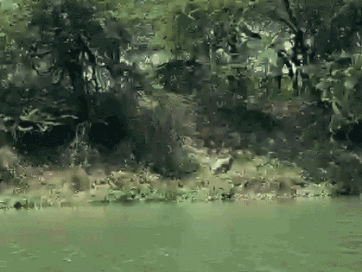 पिछले सप्ताह नहर किनारे आराम फरमाता मगरमच्छ