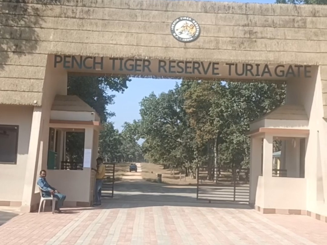 Pench Tiger Reserve Prepares to Protect Tigers from Canine Distemper ...