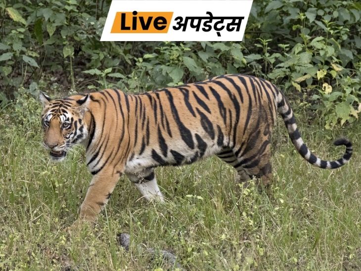 भास्कर अपडेट्स:  महाराष्ट्र: बाघ के हमले में महिला की मौत, दो दिन में दूसरी घटना